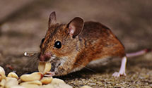Find Exterminators in Kankakee County